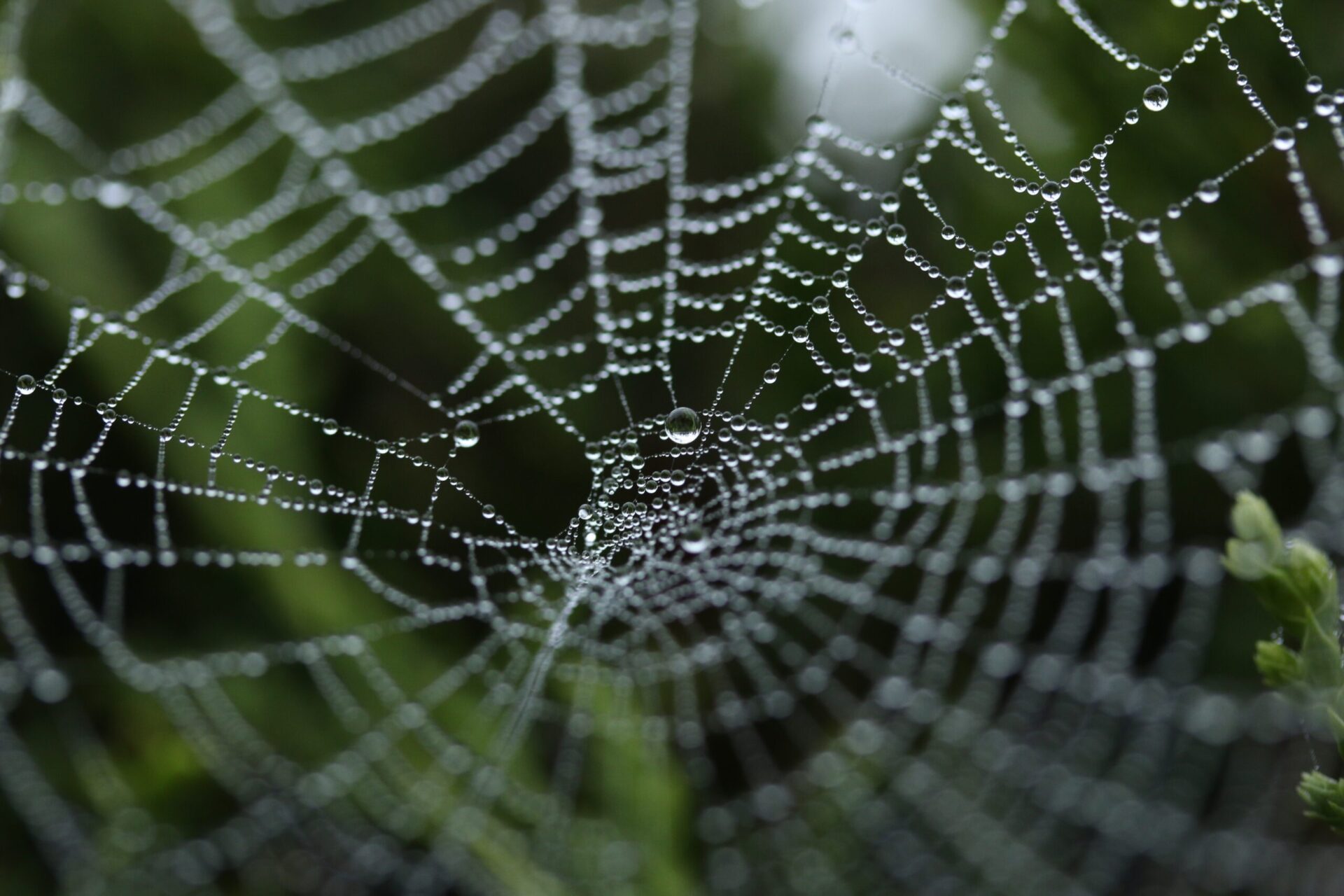 1点もの 巨大 蜘蛛 スパイダー スカル 灰皿 頭蓋骨 面食らっ